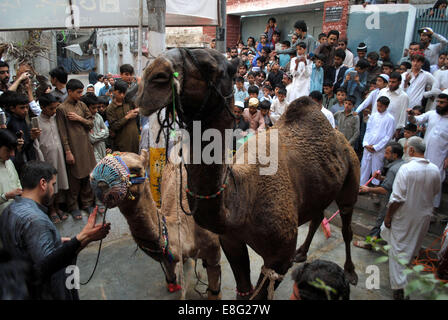 Peshawar. 7. Oktober 2014. Muslime Schlachten ein Kamel 