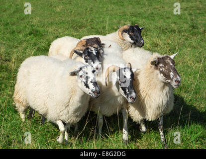 Kleine Gruppe von Scottish Blackface Schafe Stockfoto