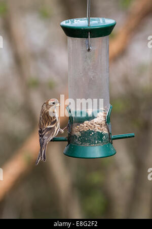 Geringerem Redpoll Zuchtjahr Flammea Kabarett Männchen in der Zucht Gefieder thront auf einem Vogel-feeder Stockfoto