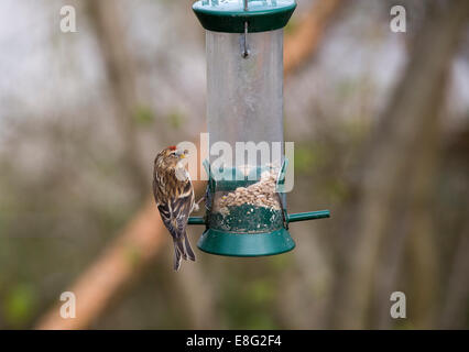 Geringerer Redpoll Zuchtjahr Flammea Kabarett Männchen thront auf Vogel-feeder Stockfoto