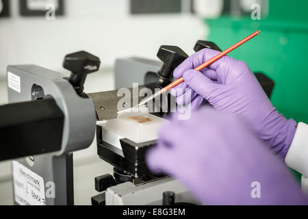 Menschliches Gehirn sezieren für medizinischen Test Demenz Stockfoto