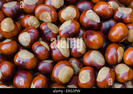 Reichhaltiges Angebot an frischen Kastanien (Conkers) Stockfoto