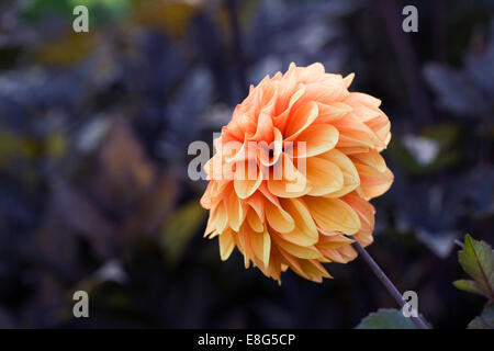 Orange Dahlia in eine krautige Grenze wachsen. Stockfoto