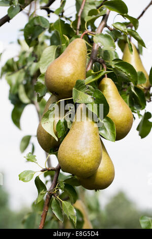 Pyrus Communis. Conference-Birne auf dem Baum. Stockfoto