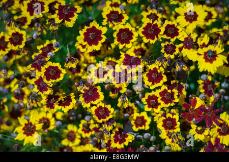 Ebenen Coreopsis Calliopsis Blumen Coreopsis tinctoria Stockfoto