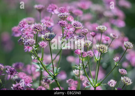 Blumen Sterndolde hautnah Astrantia große Stockfoto