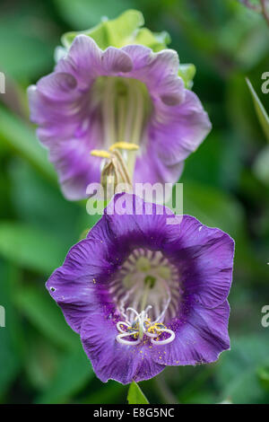 Cobaea Scandens Tasse und Untertasse Rebe Dom Glocken mexikanischen Efeu Kloster Glocken Blumen hautnah Stockfoto