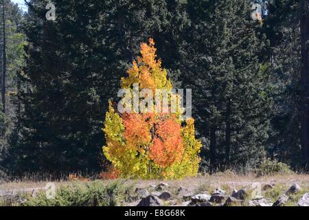 Farben des Herbstes Aspen Baum zeichnen sich vor Grün der Pinien. Stockfoto