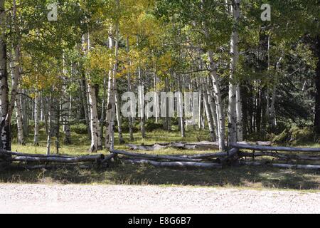 Herbstfarben von aspen und alten Log-Zaun. Stockfoto