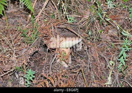 Große Probe des Pilzes "Boletus Edulis" fand am Wald Stockfoto
