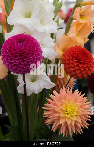 Anzeige der Schraubenset Schnittblumen frisch Stockfoto