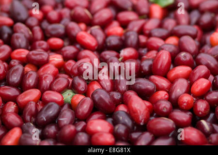 Goji Beeren geerntet Stockfoto