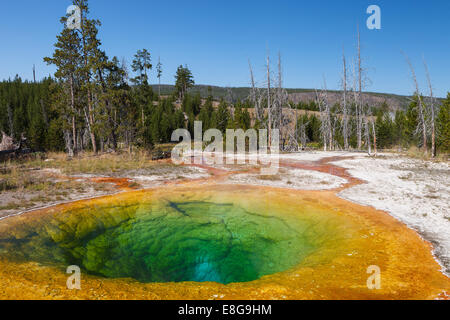Morning Glory Pool, gehört mit ihren wunderschönen Tönen die erstaunlichsten heißen Quellen im Yellowstone National Park. Stockfoto