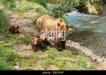 Ein Braunbär-Sau und ihre drei jährigen Jungen von Brooks Falls, Katmai Nationalpark, Alaska, Vereinigte Staaten von Amerika. Stockfoto