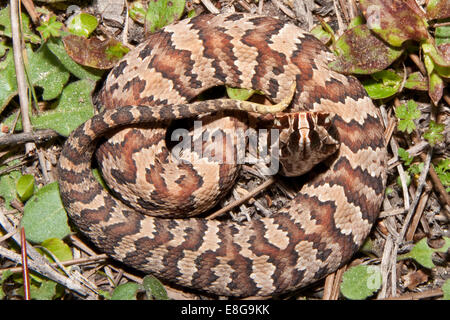 Juvenile Cottonmouth Stockfoto