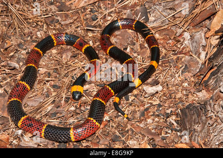 Östlichen Korallenschlange Stockfoto
