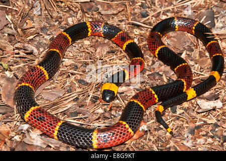 Östlichen Korallenschlange Stockfoto