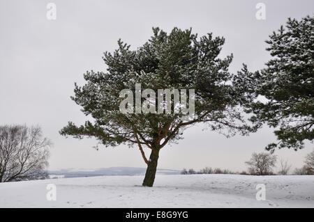 Tanne mit Schnee auf einem Golfplatz bedeckt Stockfoto