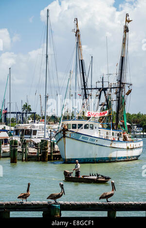 Florida, Fort Ft. Myers Beach, Matanzas Pass, Boote, kommerzieller Garnelenschleppnetzhändler, Boot, Pelikane, Pelikan, Männer männlich, Angeln, FL140501017 Stockfoto