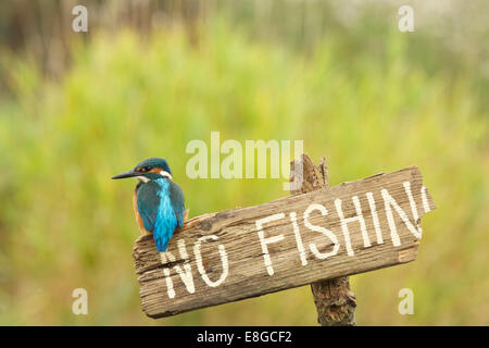 Männlicher Eisvogel thront auf dem alten Schild No Fishing #9677 Stockfoto