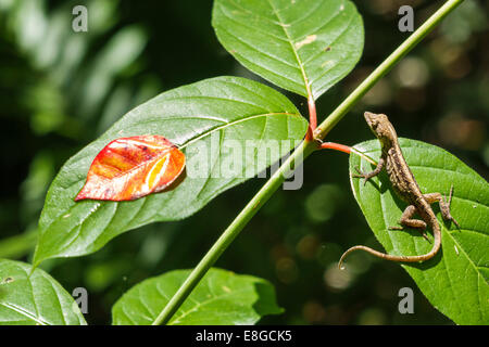 Florida Ochopee, Tamiami Trail, Everglades, Big Cypress National Preserve, Eidechse, Reptil, Tier, Blatt, Pflanze, braune Anole Anolis sagrei, Besucher Reise trav Stockfoto