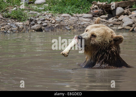 großen Grizzly-Bären beißen einen Knochen in einem Teich mit schmutzigem Wasser Stockfoto