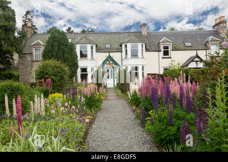 Weiß lackiertes Häuschen & Garten vollgestopft mit Massen von bunten Frühlingsblumen dominierten Lupinen neben Pfad zum Torbogen im schottischen Hochland Stockfoto