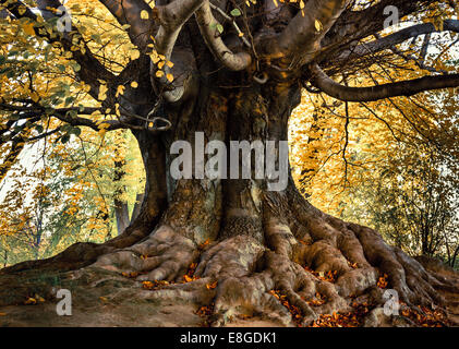 Platanus Acerifolia verlässt Platane London mit einzigartigen Wurzeln und gelb braun im Herbst park Stockfoto