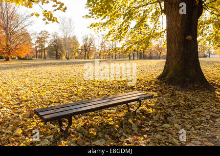 Einsame Holzbank im Herbst Park unter Blättern befindet sich in Łańcut, Polen, Europa Stockfoto