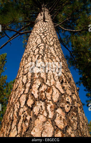 Ponderosa Pine, Stanislaus National Forest, California Stockfoto