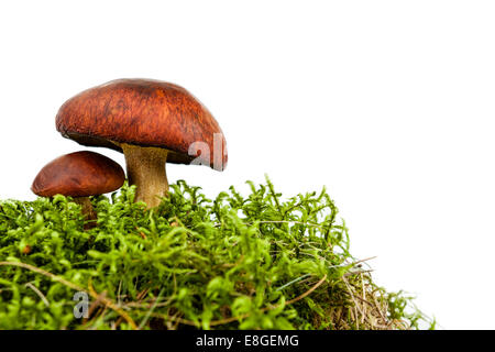 Boletus Edulis Badius Pilz im grünen Moos isoliert auf weißem Hintergrund Stockfoto