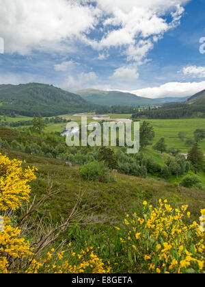 Weite Landschaft im schottischen Hochland mit goldenen Wildblumen, River Dee, grünen Tal, Wälder & Bergen unter blauem Himmel Stockfoto