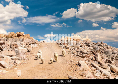 Familie der Ziegen Spaziergang auf einem Feldweg in Colorado Stockfoto