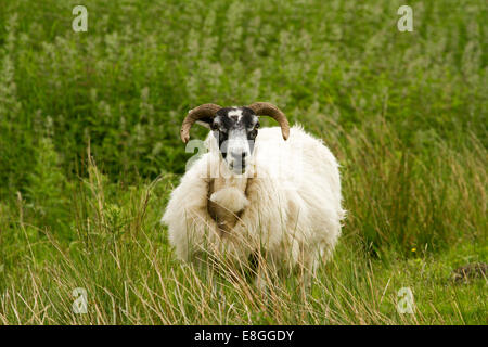 Swaledale Schafen, eine alte Rasse mit langen dicken weiße Wolle, schwarzes Gesicht und lange gebogene Hörner smaragdgrünen Gras, Lake District, Cumbria, England Stockfoto