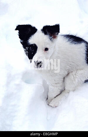Border Collie Welpen Hund sitzen im Schnee Stockfoto