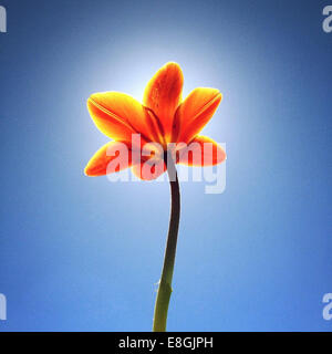 Nahaufnahme der Tulpe Blume gegen blauen Himmel Stockfoto