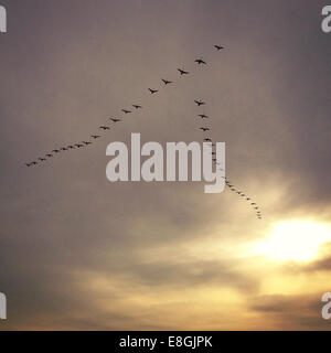 Vogelschwarm in Himmel Stockfoto