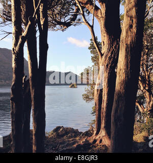 Irland, Provinz Munster, County Kerry, Killarney, Bäume und Insel Stockfoto