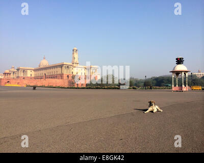 Indien, Neu-Delhi, Vijay Chowk, A streunenden Hund sitzt in der Mitte der Straße Stockfoto