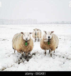 Drei Schafe stehen in einem Feld im Schnee Stockfoto