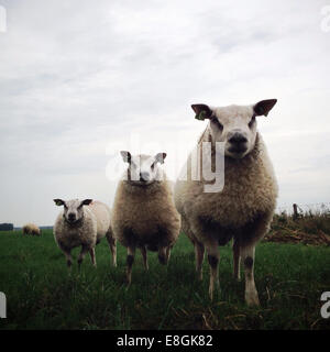 Drei Schafe stehen in einem Feld Stockfoto