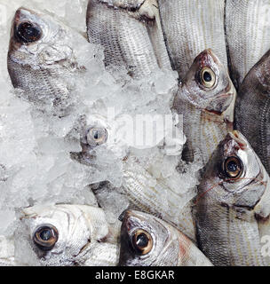 Dorada Fisch auf einem Markt In Spanien Stockfoto