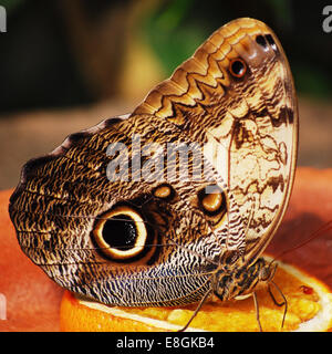 Schmetterling auf Orangenscheibe Stockfoto