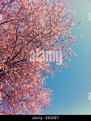 Rosa Kirschblüten gegen blauen Himmel, Vancouver, Britisch-Kolumbien, Kanada Stockfoto