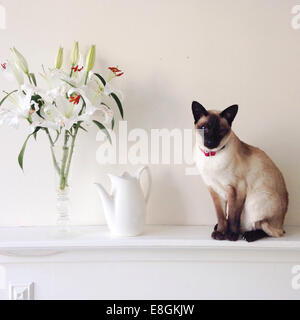 Porträt einer siamesischen Katze, die auf einem Kamin neben einem Blumenstrauß von Lilien sitzt Stockfoto