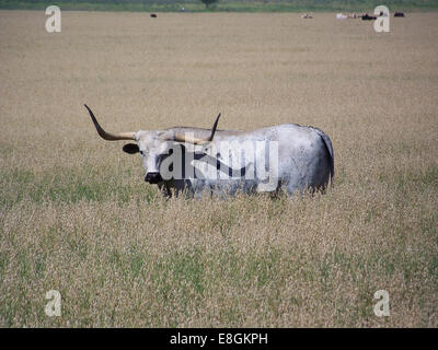 Longhorn auf einer Wiese, Dimmit County, Texas, USA Stockfoto