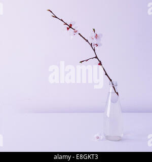 Apfelblütenzweig in einer Glasvase Stockfoto