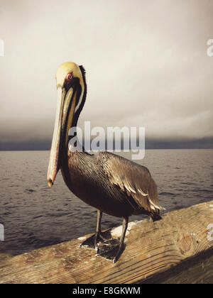 Pelikan stehen am pier Stockfoto