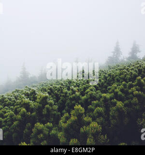 Kiefer Baum im Nebel Stockfoto
