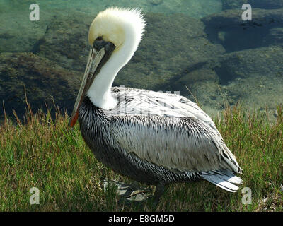 USA, Florida, St. Johns County, St. Augustine, Brown Pelican Gras sitzen Stockfoto